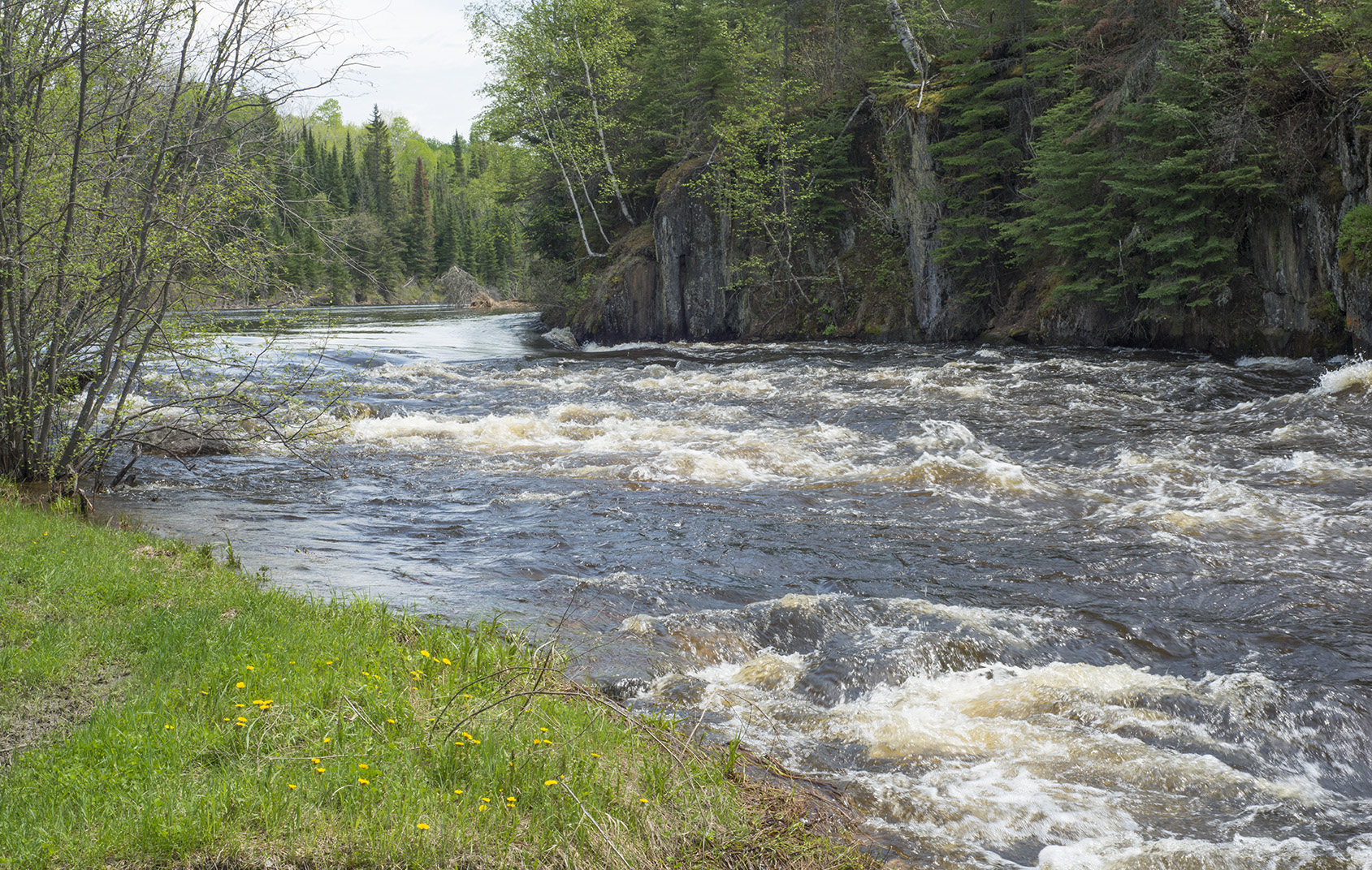Boreal Boreal